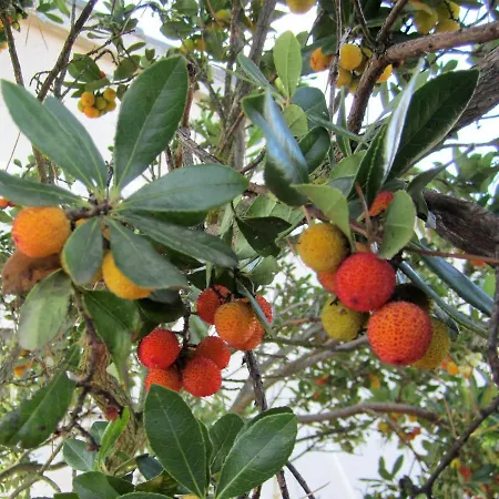 Ferienhaus Tres Hermanos Con Piscina Privada *