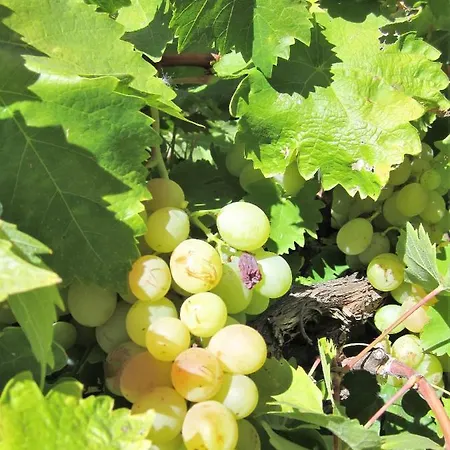 Tres Hermanos Con Piscina Privada Pelabravo