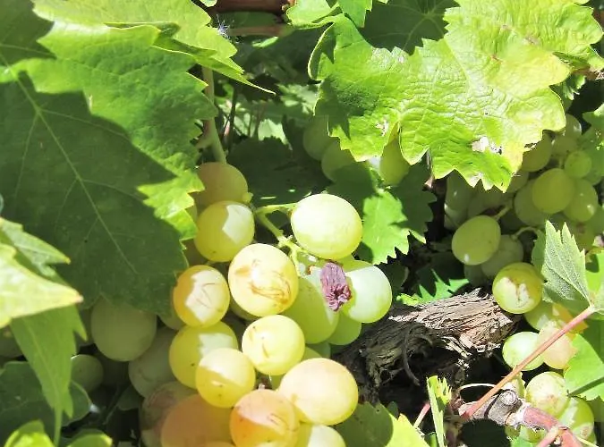 Tres Hermanos Con Piscina Privada Pelabravo